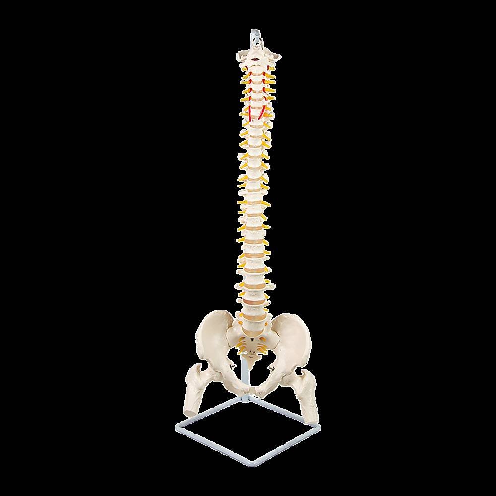 Life Size Flexible Spine Pelvis & Femur Model – Anatomical Skeleton Display