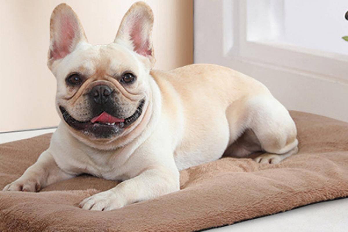 2Pcs Pet Blanket Self-Heating Bed Pad Cat Dog Self-Warming Cushion-Khaki S